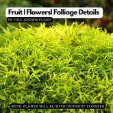 Golden Ball Aralia (Polyscias fruticosa) Ornamental Live Plant (Home & Garden)